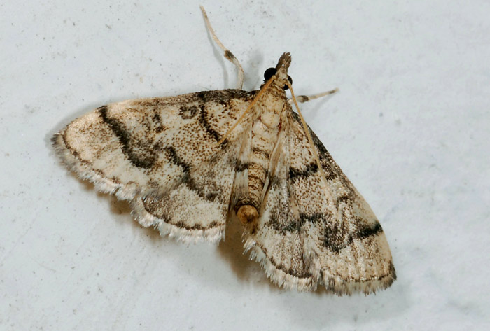 Crambidae 22 - Metasia ophialis